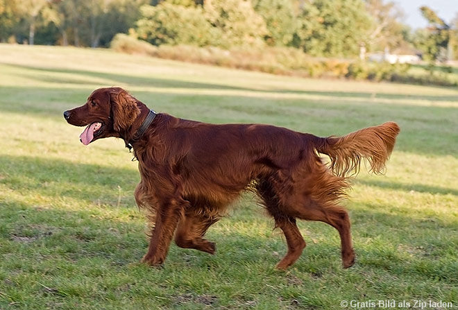 Irish Setter ein ebenso schöner Hund