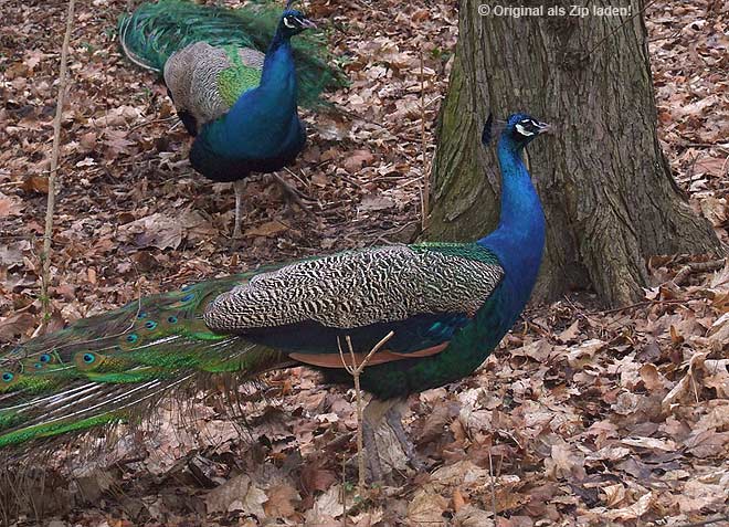 Blauer Pfau