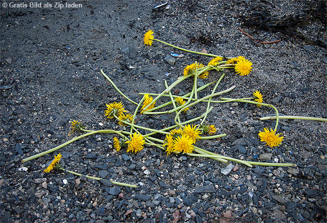 Butterblumen auf dem Weg - der verlorener Strauß