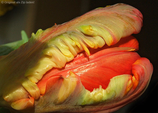 Rote Drachenzunge oder Tulpenmaul