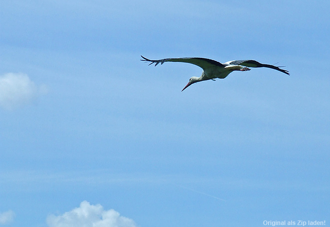 Fliegender Storch