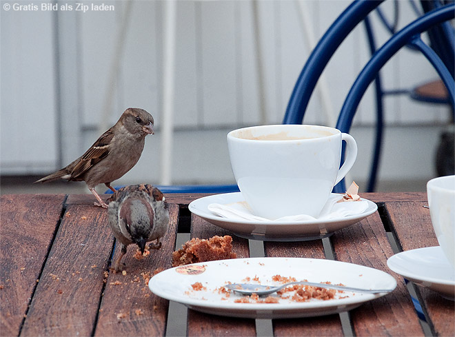 Freche Spatzen beim Kaffeetrinken