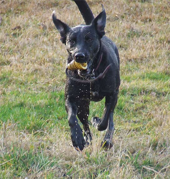  Labrador-Retriever Hündin Lotte