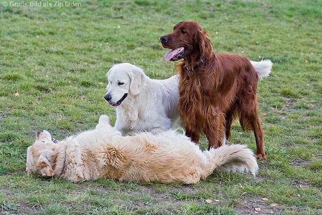 Hundeposter - Hunde