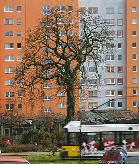 Kahler Baum vor Orange