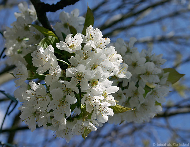 Kirschblüte in voller Pracht