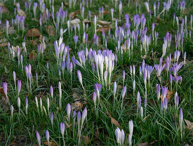 Krokuswiese im Schlosspark Biesdorf