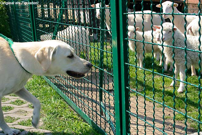 Labrador - Schafe