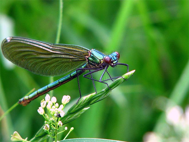 Libelle im Makrobereich - Odonata