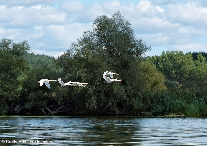 Schwäne im Flug über die Oder