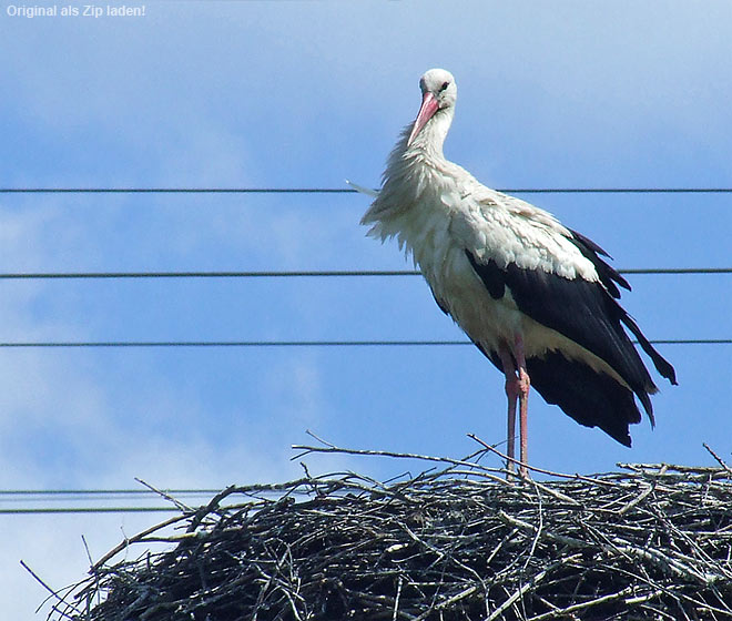 Storch in Malchow