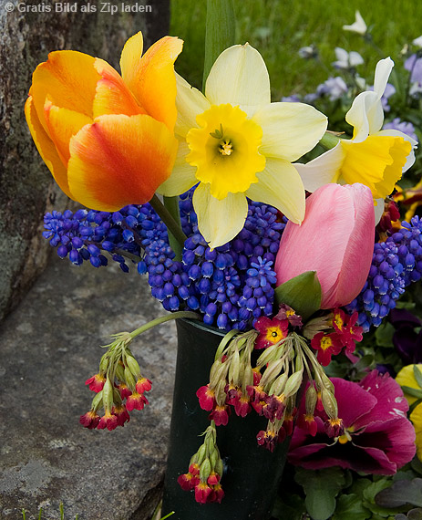 Traubenhyazinthen und Tulpen