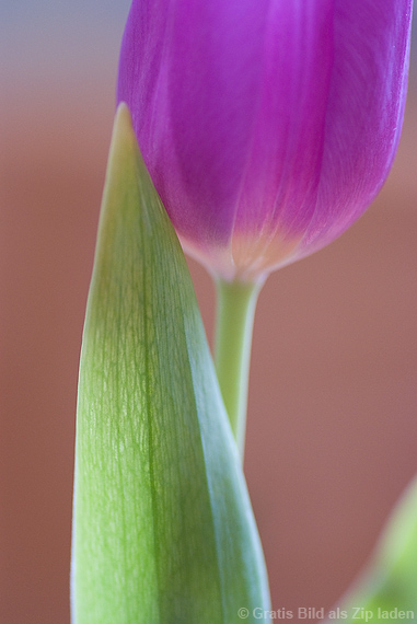 Tulpen-Grußkarte