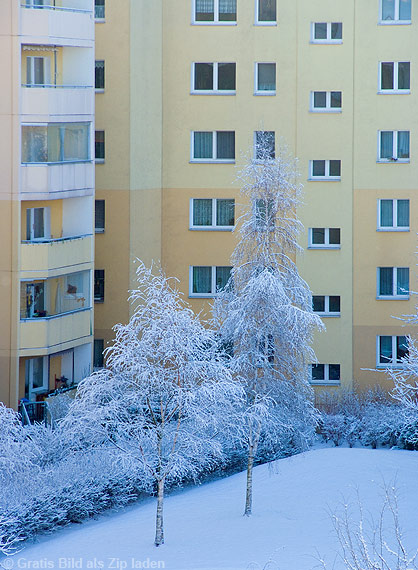 Verschneite Bäume auf dem Hof