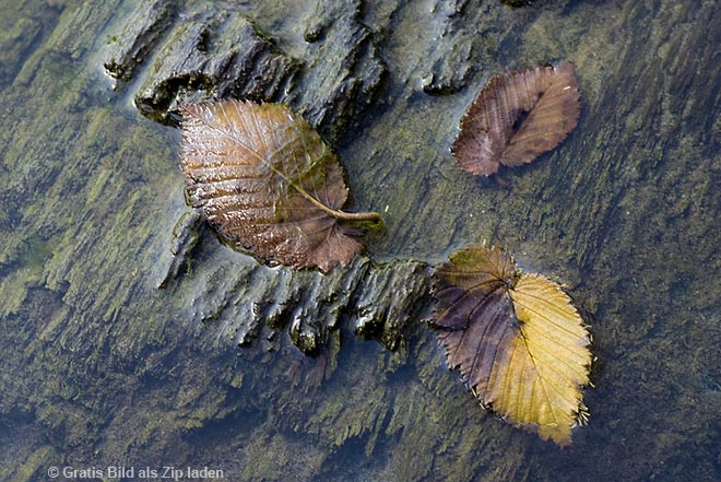 Herbstbild - Wasser und Blätter